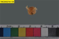 藏品(短指和尚蟹)的圖片